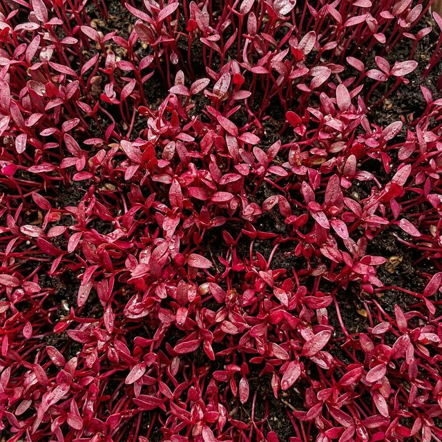 Red Microgreens